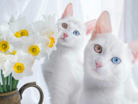 最美姐妹花!这对白猫有着最梦幻的异色瞳_双语_沪江英语学习网手机版