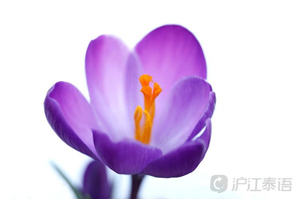 每日一句泰语:因何而开心 就往往也因其而痛苦