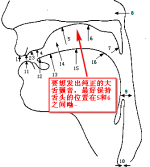 上唇 上齿 上齿背 上齿龈 硬腭;6 软腭 悬雍垂