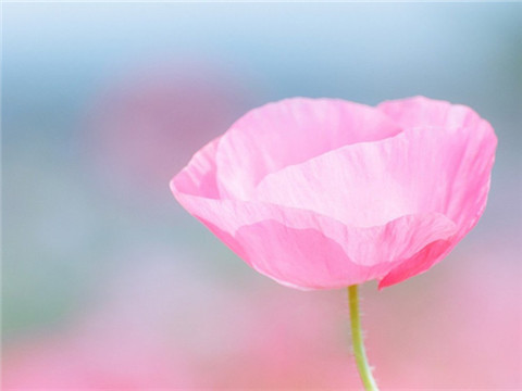 英语口语练习_CATTI证书持有者接受继续教育