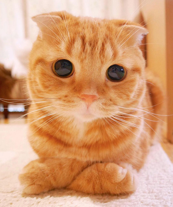 苹果iPhone5_最上镜的网红猫咪们 睫毛长眼睛
