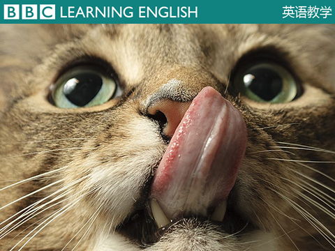 BBC英语教学 Cat got your tongue? 不吭声,无言