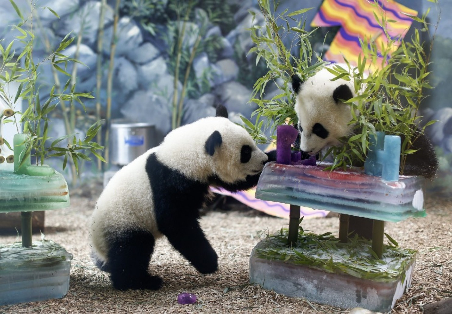 旅美大熊猫“美香”一家将于12月7日回国，美国民众冒雨送别_奇迹_中国_保护