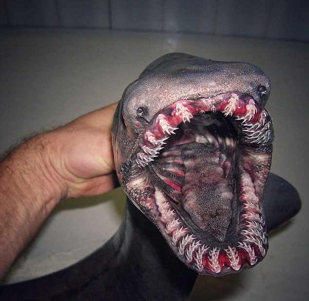 胆小勿入! 俄罗斯渔民晒出大量惊悚深海怪鱼照片