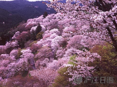 日本旅游:适合恋爱季节的十大景点_新沪江日语