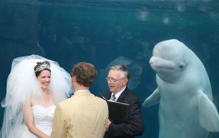 网友脑洞大开！小夫妻跑水族馆结婚 结果旁边的鲸鱼亮了