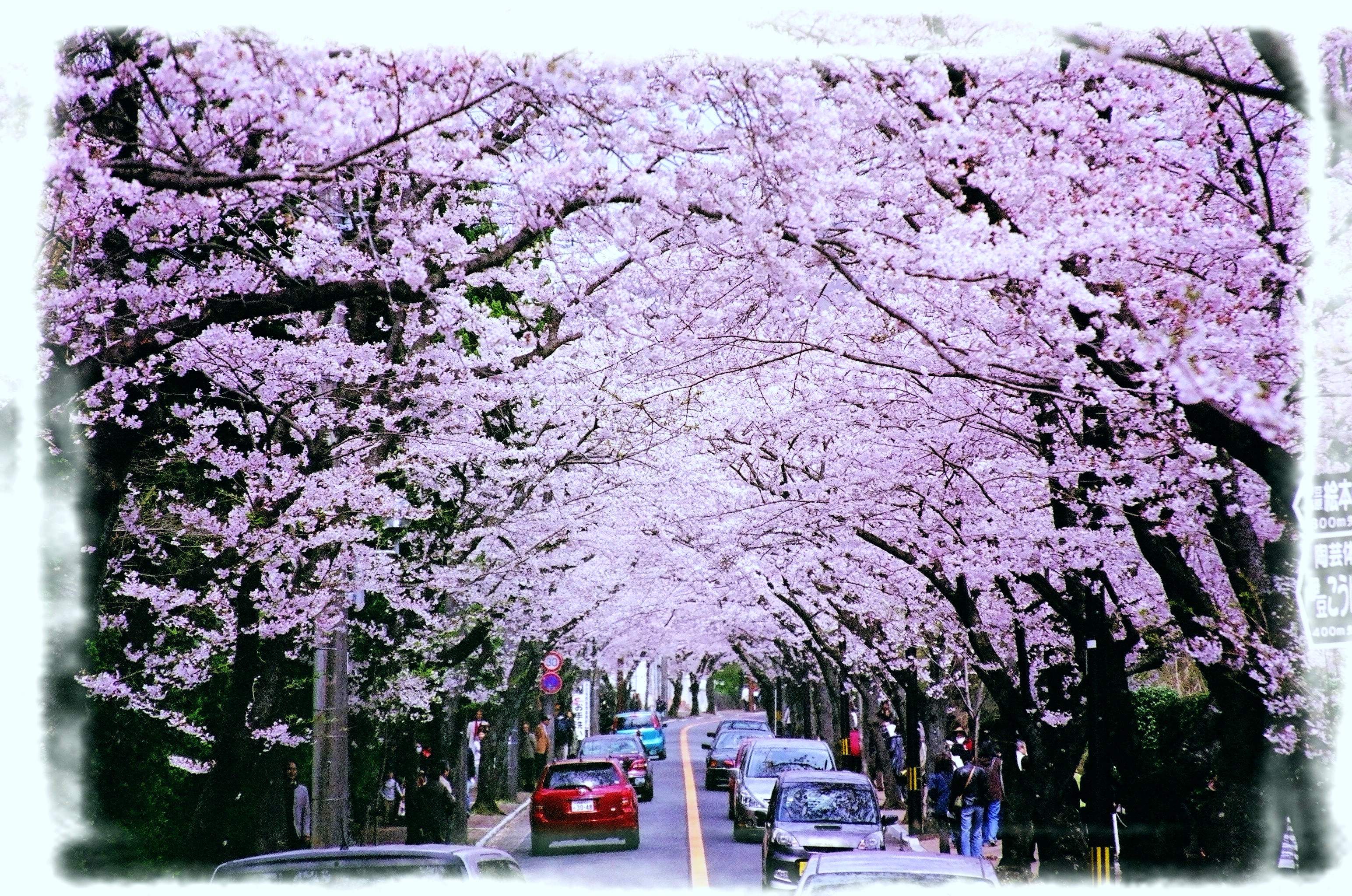 日本动漫-樱花庄的宠物女孩-讲了什么 (日本动漫樱花树下的约定)