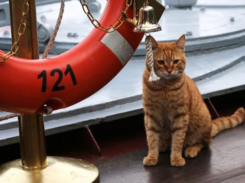俄罗斯海军招募了一只猫?战斗民族真有情调