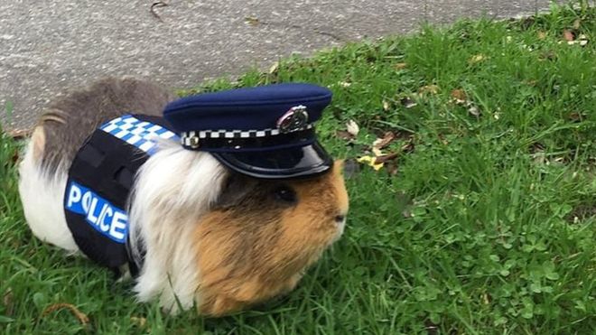 最萌警员上岗!新西兰警察雇了一只豚鼠(图)-新东方网