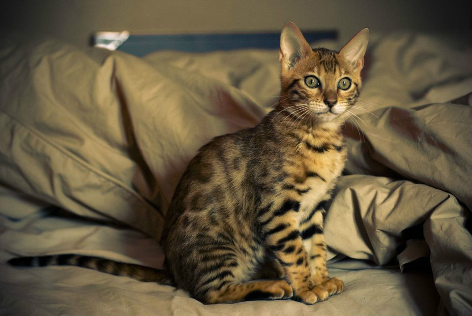 孟加拉猫