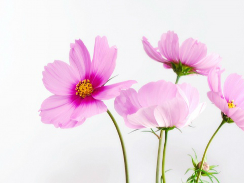 导师最重要的作用在于影响_沪江考研