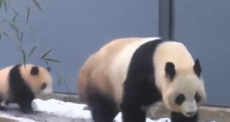 截自动画《白熊咖啡厅》