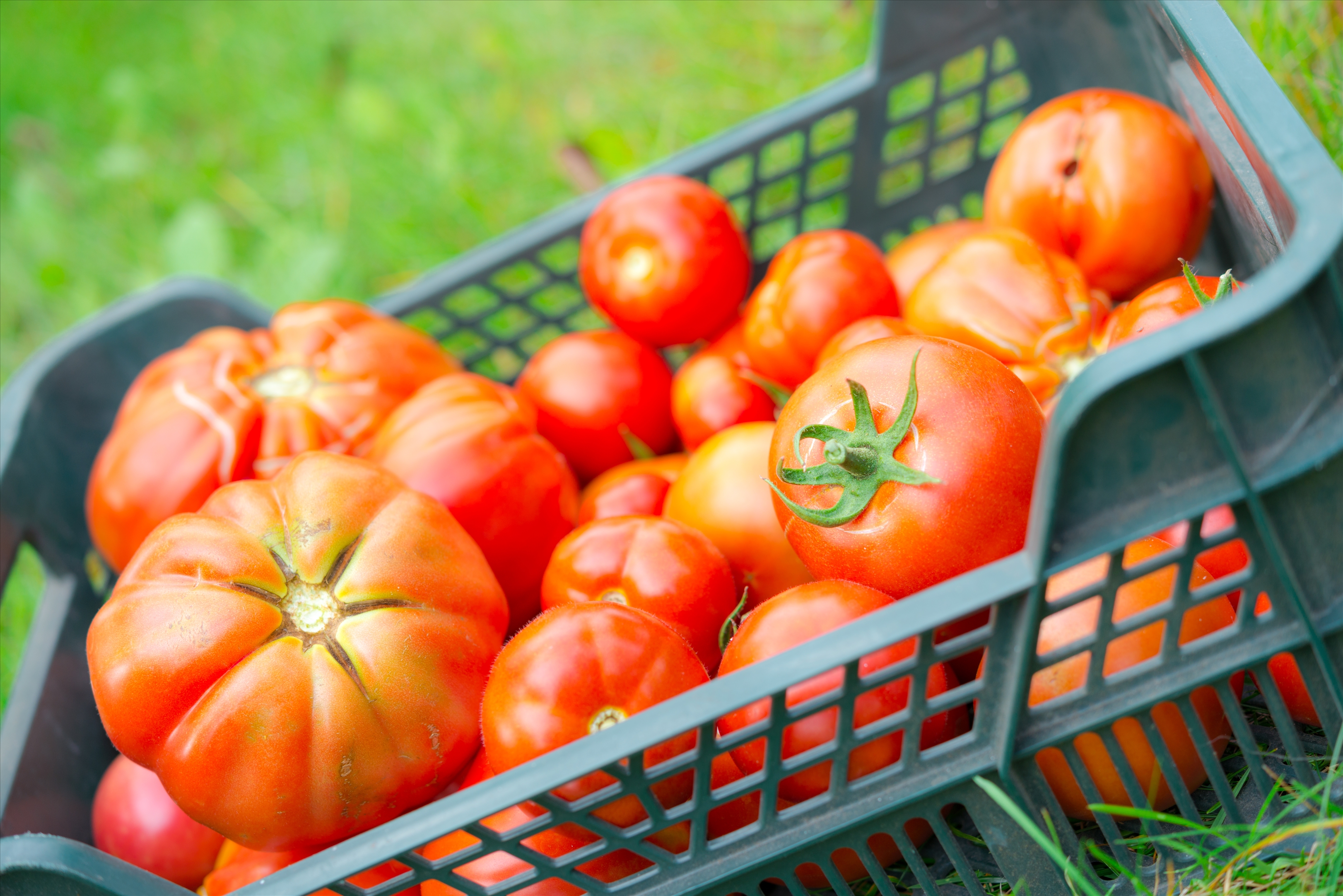 la tomatina 番茄大战