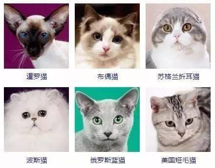 【宠宠分类】猫咪品种大全,有了它你会更懂猫!