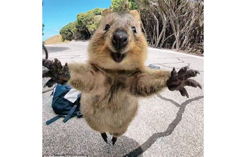 【今日必读】萌!澳短尾矮袋鼠跳向游客相机前求抱抱