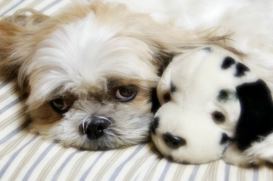 【小调查】你的建议对词场君的内容建设hin重要~