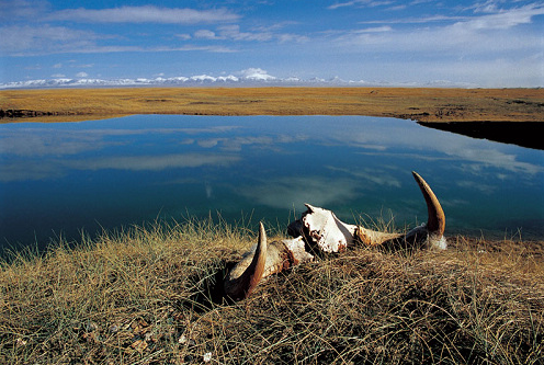 《可可西里》--观后感_中原电商学院_学习-沪