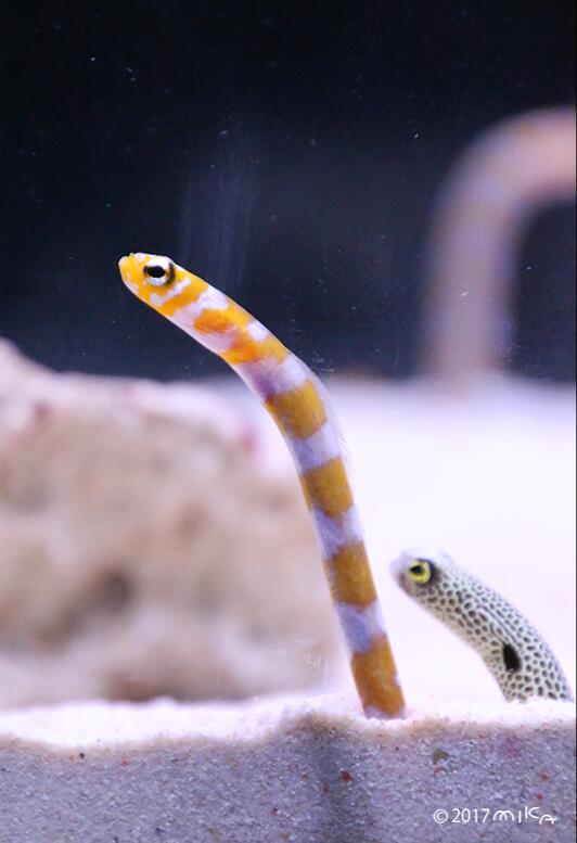 中国人双十一1小时花掉1000亿!日本网友吐槽也太好笑