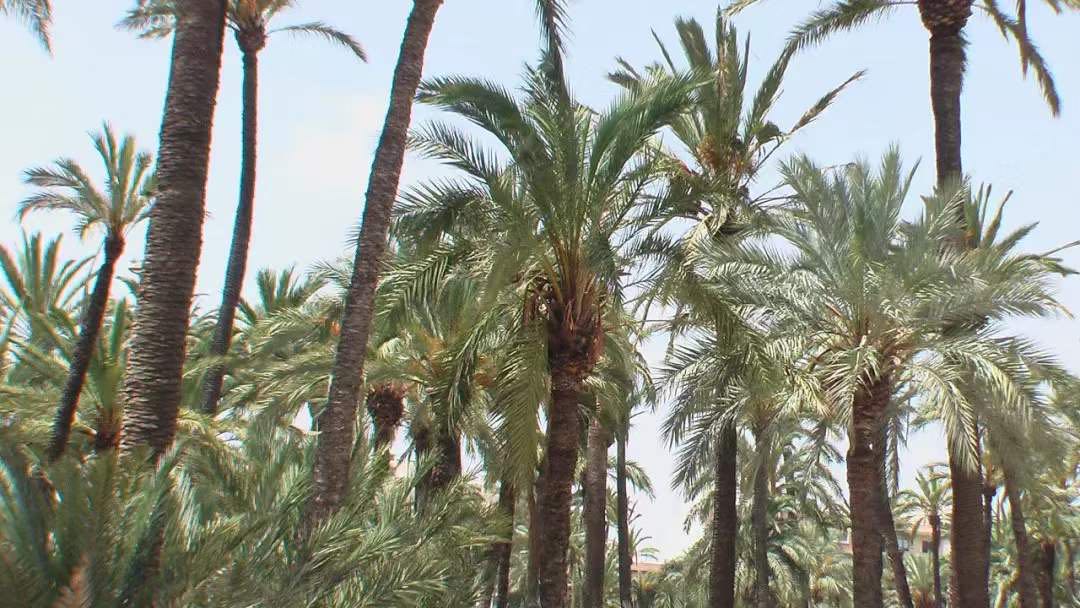 摩洛哥种的枣树和我们这的不太一样,是 海枣 date palm,长得像棕榈树