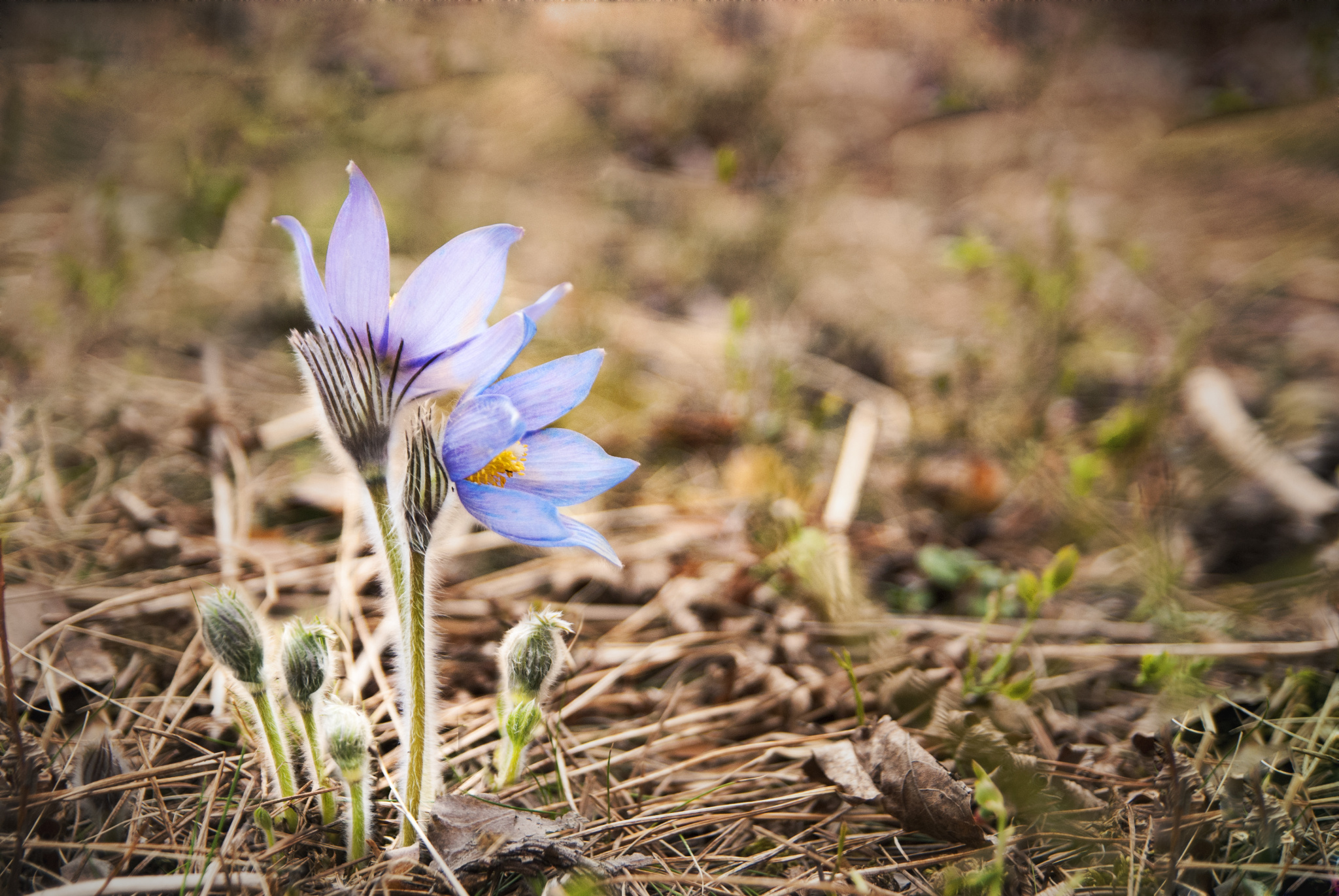 人间蒸发 用英语怎么说 只需要一个单词就行 一问 沪江英语