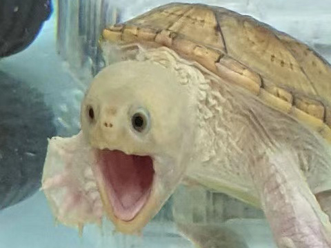 推特热门：一只乌龟的“颜艺”获得67万点赞