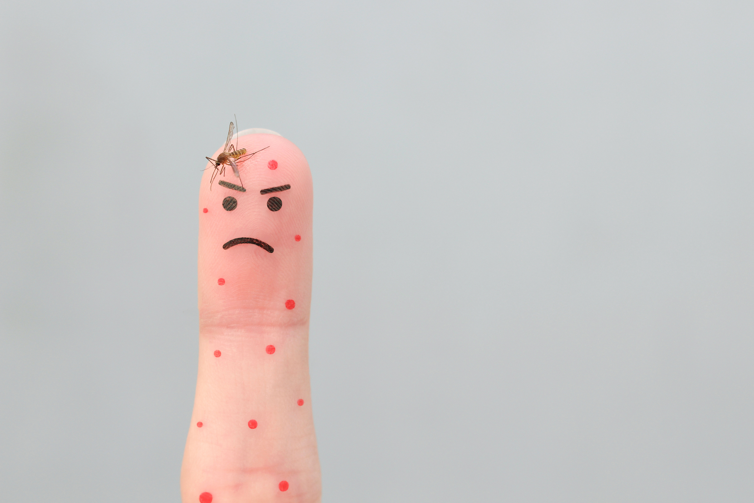 地道西班牙语表达：“你是一只死苍蝇”居然有这样的含义？