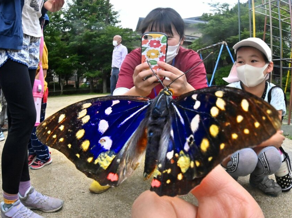 日语翻译 日本的国蝶是什么 京都生态环境改善进行中 沪江日语