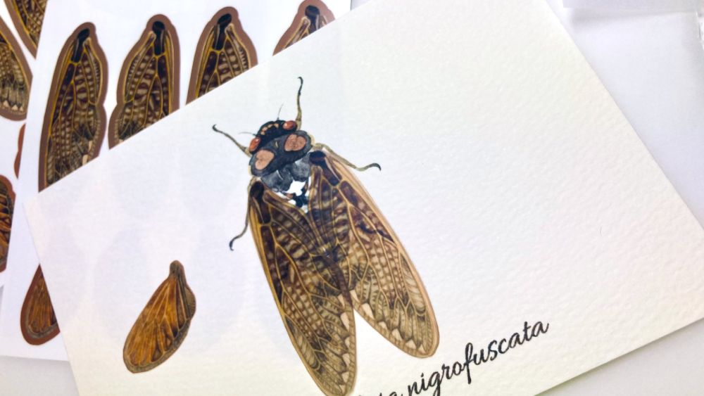 推特热搜 栩栩如生的 昆虫翅膀立体卡片 东京展出中 昆虫立体卡片 沪江日语