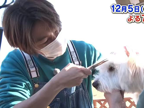 紧急事态宣言解除后，日本动物类电视节目激增