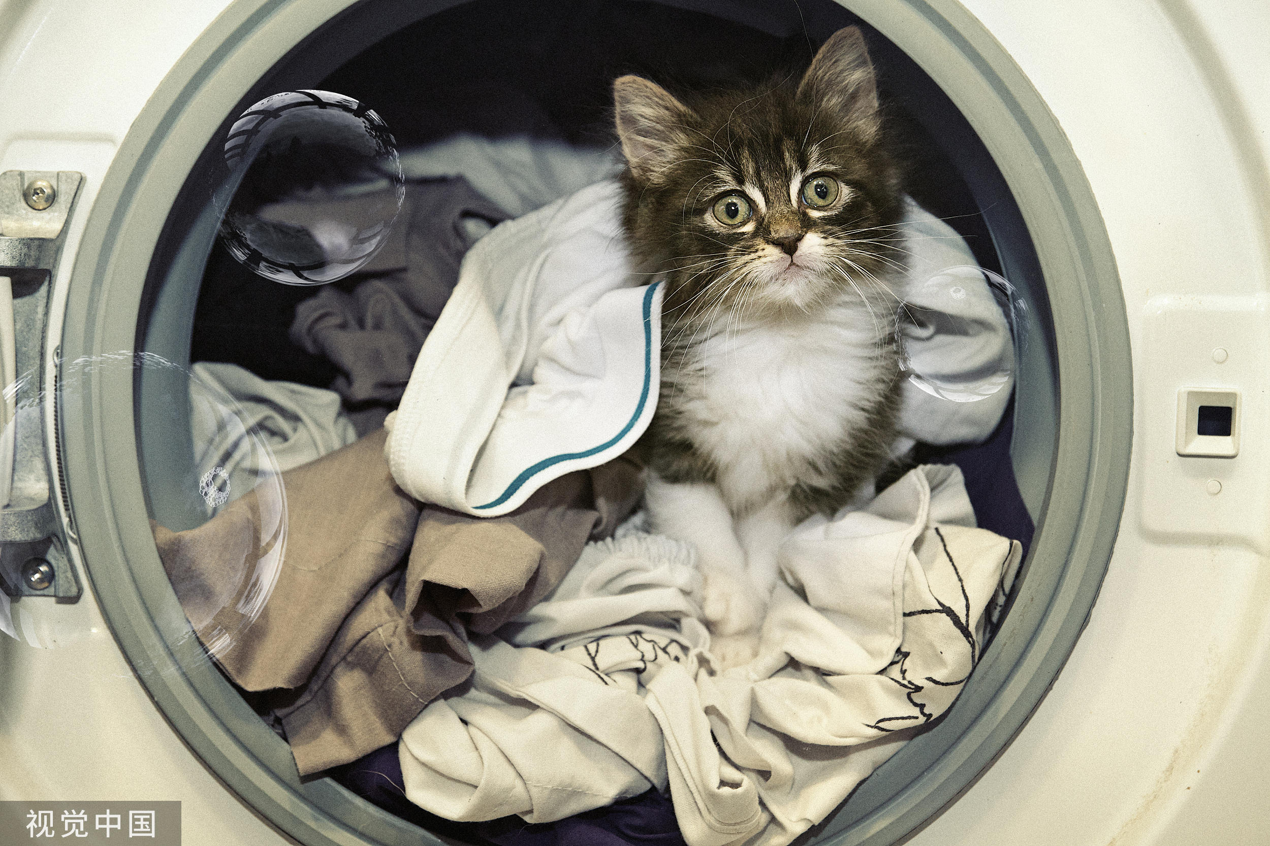 西班牙奇迹小猫误闯洗衣机，经历46分钟洗礼后竟安然无恙？！