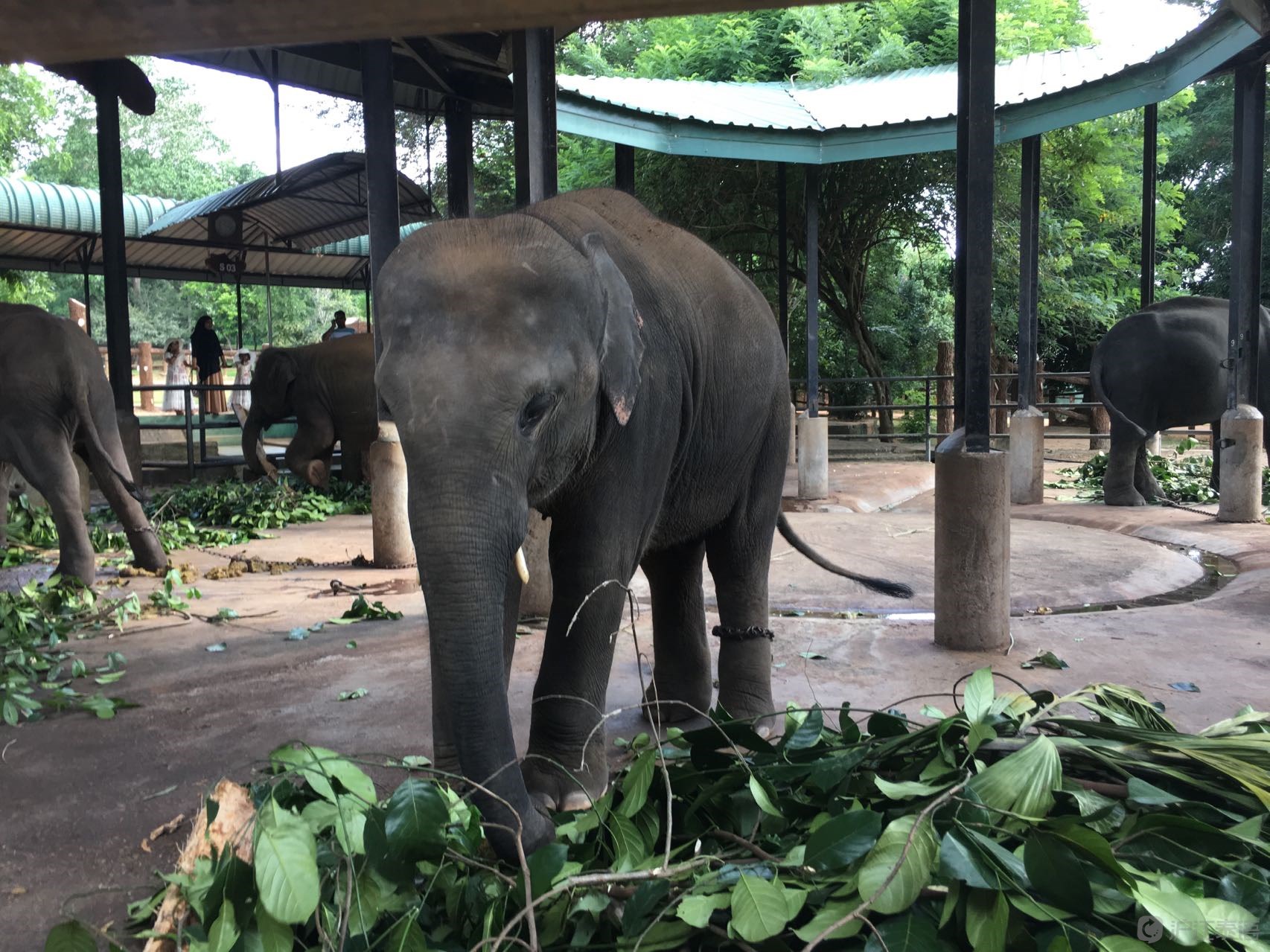 全球“铲屎”体验 | 泰国大象巴、厘岛海龟动物保护国际义工招募-搜狐