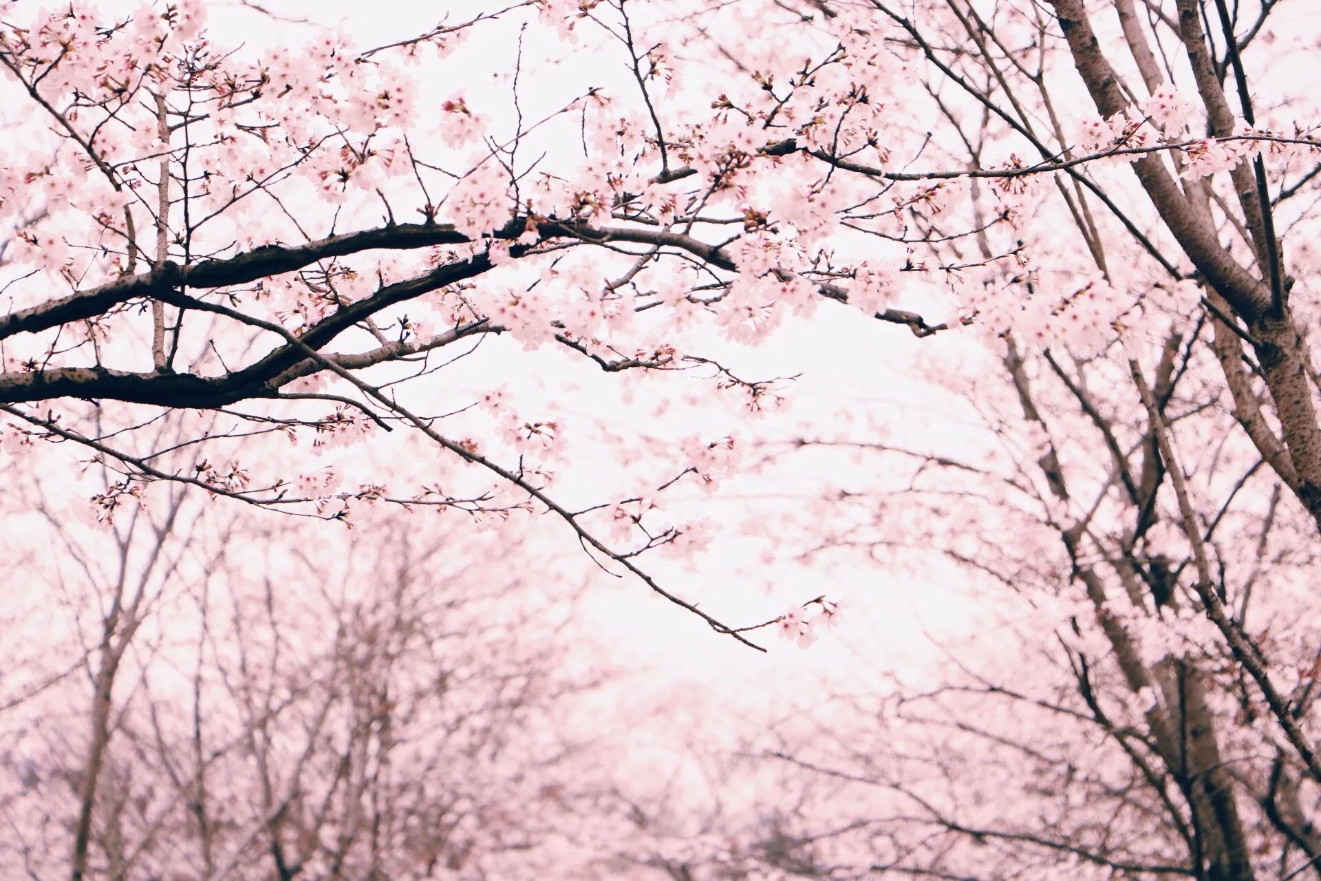 【有声】适合春天听的歌！搭配樱花食用更佳！