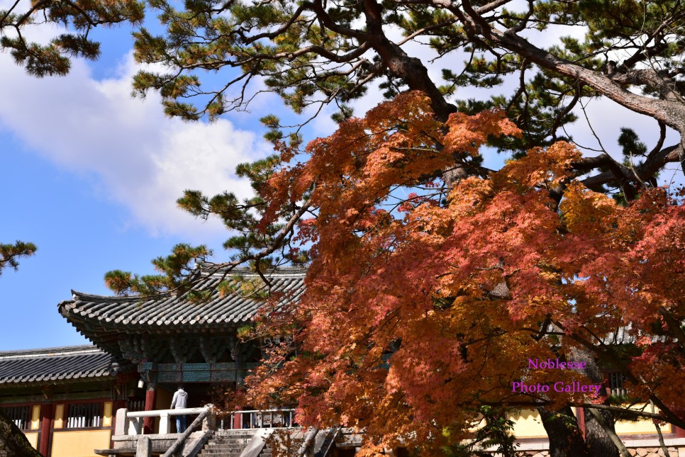 【有声】韩语诗歌鉴赏：《秋天的诗》——高恩