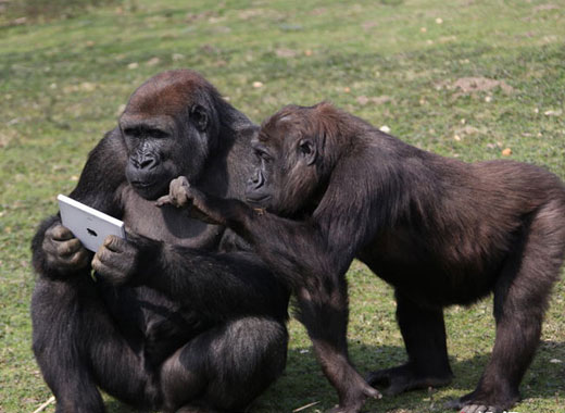 法国夫妻的"大猩猩"孩子:18年的溺爱秒杀一切铲屎官