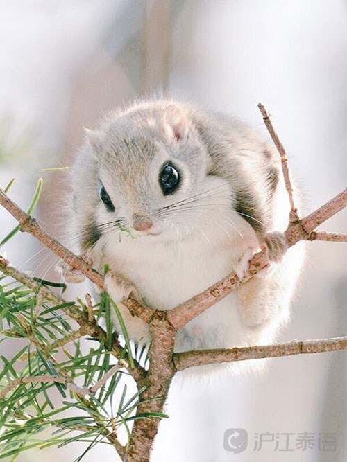 北海道7大治愈系萌物