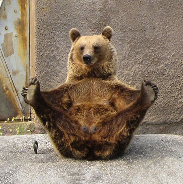 清奇的动物界萌翻你的高难度瑜伽姿势