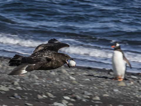 鸟类名字记不住？这些小故事帮你记牢！