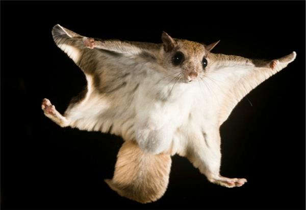 flyingsquirrel图片
