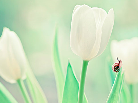（高频词汇）go用法综述