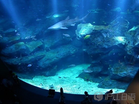 东京观光胜地推荐:墨田水族馆
