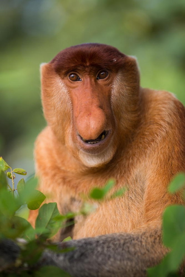 proboscis monkey