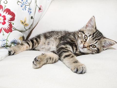 那些跟喵星人相关的西班牙语俗语你造吗？