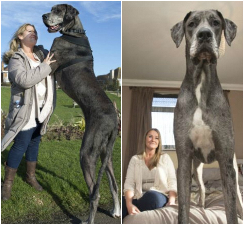 世界上最大狗站高2米多 比姚明还高(图)