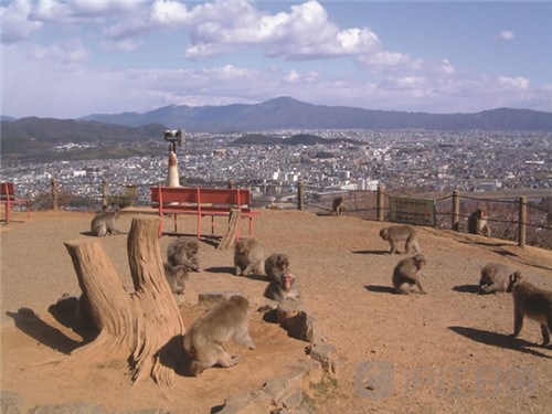 冷门才有趣:外国游客喜欢的日本景点