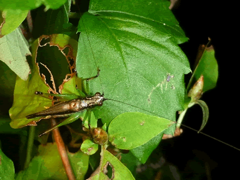 日本人的种族天赋：能听见昆虫叫声？！