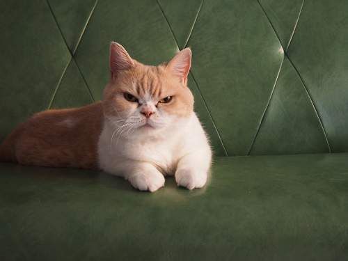 韩剧中总出现的脏话“염병”，来源是什么？