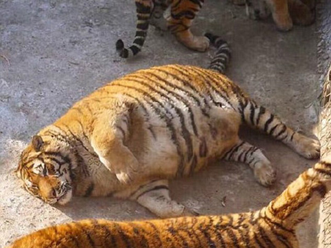 老虎胖成球的可爱图片图片