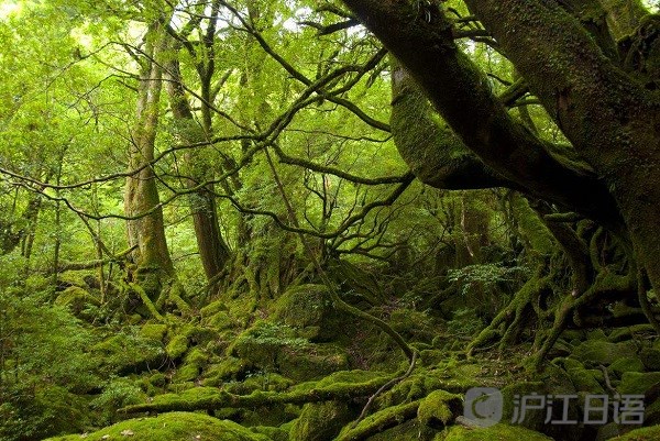 日本旅游胜地:屋久岛和白神山地