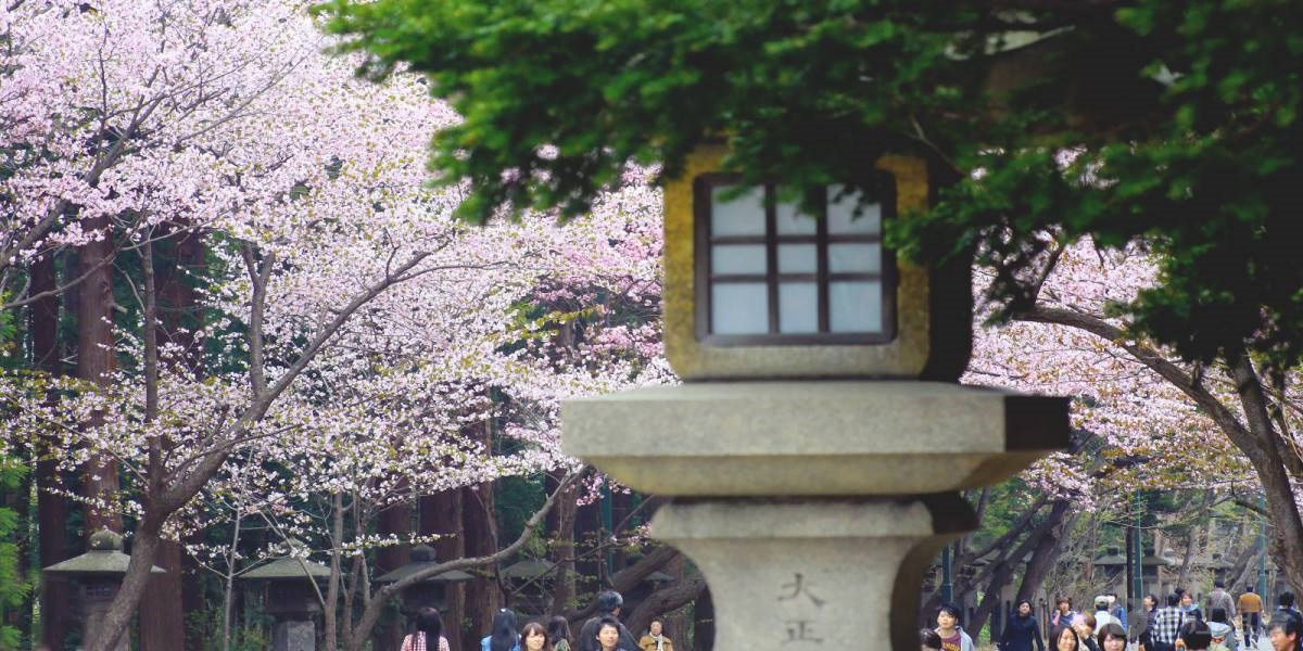 北海道赏樱地推荐:五棱郭公园和北海道神宫