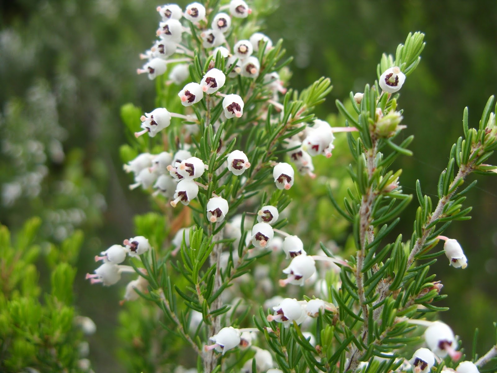 沪江日语白欧石楠是杜鹃花科欧石楠属的常绿灌木类植物,长着可爱的小